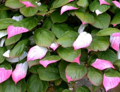 ACTINIDIA KOLOMIKTA